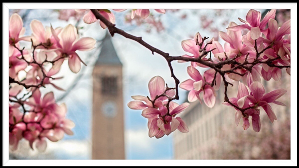 Lib tower from the Arts Quad in spring