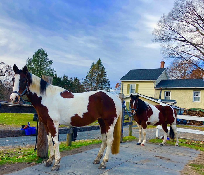 Horses