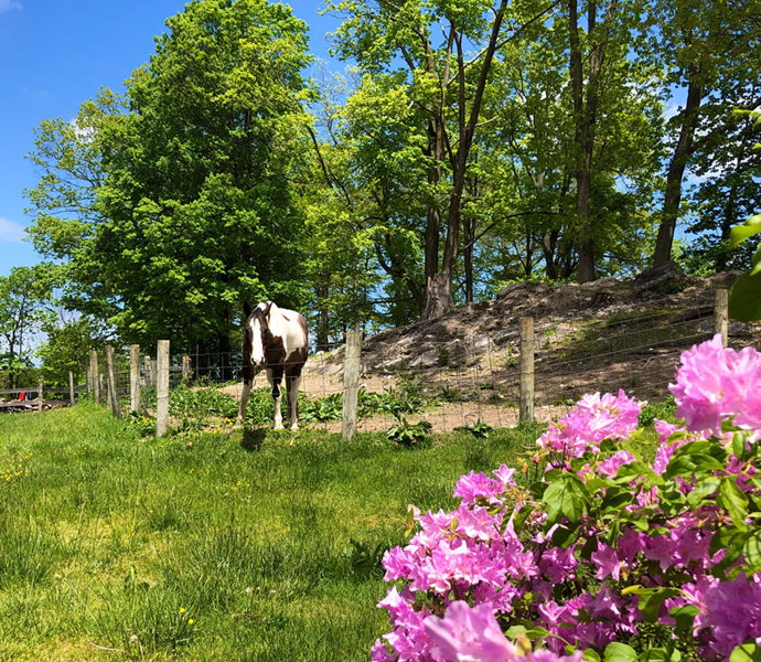 Horse contemplating flowers